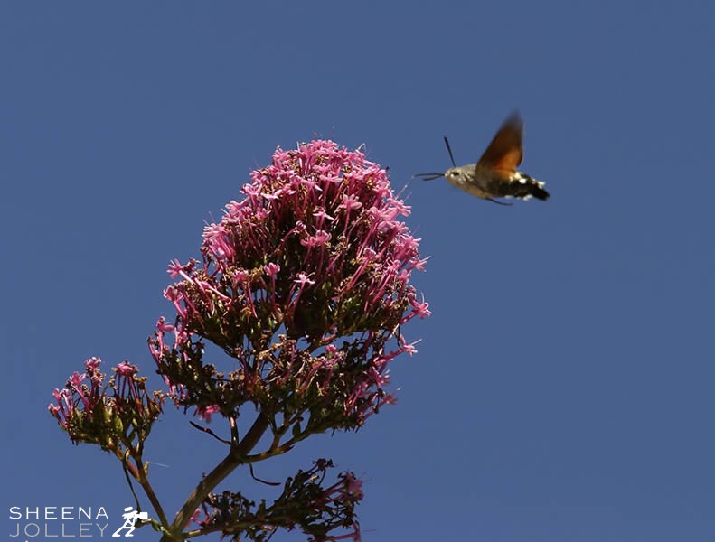Hummingbird Hawk Moth.jpg - This Humming-bird Hawk Moth was taken near Dunderrow in Co. Cork in Ireland. It was the first time I had seen such a moth and luckily he came back to the same Valerian plant very early each morning for 3 days. He lived up to his name by hovering like a Hummingbird.They were reported all over Waterford in the past few years but fewer sightings in Cork. Some hibernate during the winter but the majority fly in from Mediterranean countries between May and September.
